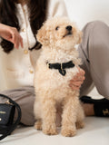 Collier en cuir noir pour chien