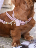 Dog Collar Leather Pink