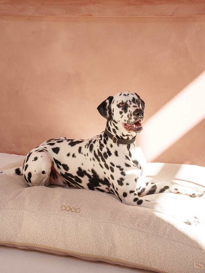 Coussin Chien Bouclé Écru